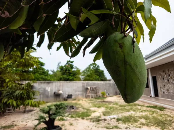 Yeşil bir mango meyvesinin, yemyeşil yapraklarla çevrili bir ağaç dalından sarkan yakın çekimi. Arka planda beton bir duvar, küçük bir bonsai ağacı ve bir ev var. Görüntü, tropikal bir bahçenin doğal güzelliğini yakalar.