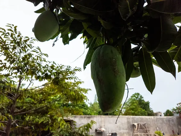 Ağaçtan sarkan iki yeşil mangoyu gösteren yakın plan bir fotoğraf. Resim, diğer ağaçların ve bir duvarın yumuşak odaklı arka planıyla meyve ve yaprakların doğal güzelliğini yakalar. Ana konu mangolar, özellikle de...