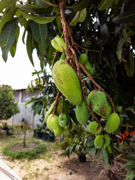 Mango ağacının genç ve yeşil mangolarla dolu bir dalını gösteren yakın plan bir fotoğraf. Meyveler gelişimin çeşitli aşamalarındadır. Görüntü, meyvenin derisinin, etrafındaki yaprakların ve açık havanın detaylarını yakalar.