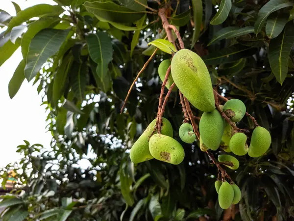 Bir ağaç dalında yetişen yeşil mango kümesinin yakın plan çekimi. Görüntü, olgunlaşmamış meyvelerin canlı yeşil rengini ve çevreleyen yaprakları gösteriyor. Fotoğraf doğal ışık altında çekiliyor, yumuşak ve davetkar bir atmosfer yaratıyor. Bileşim.