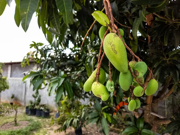 Olgunlaşmamış yeşil mangolarla dolu bir mango ağacının yakın plan fotoğrafı. Resim, meyveyi gelişimin çeşitli aşamalarında, arka planda birkaç yaprak ve ağaç gövdesi ile sergiliyor. Sahne güneşli bir açık hava bahçesinde geçiyor.