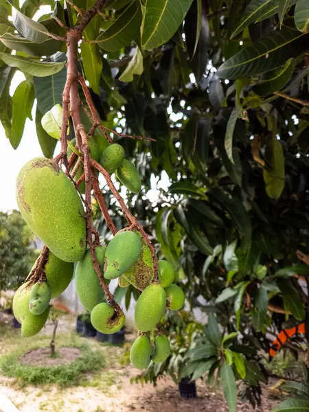 Yakından çekilen bir fotoğrafta, yeşil mangolarla dolu bir mango ağacının bir dalı sergileniyor. Görüntü meyve ve yaprakların detaylarını yakalıyor, bulanık arka plan ağacın ve çevrenin daha fazlasını gösteriyor. Odaklanma keskin.