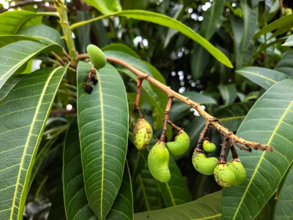 Birkaç gelişmekte olan yeşil mangoyu gösteren bir mango dalının yakın çekimi. Görüntü olgunlaşmamış meyvelerin taze, canlı yeşil rengini ve yaprakların detaylı dokusunu vurguluyor. Kompozisyon doğal güzelliği ve zenciyi vurguluyor.