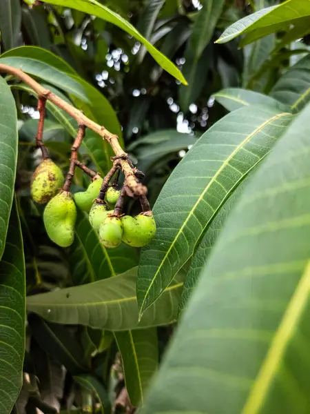 Yakından çekilmiş bir fotoğrafta dalda küçük, olgunlaşmamış yeşil mangolar asılı. Mangoların etrafını saran yemyeşil yapraklar doğal ve canlı bir bileşim oluşturuyor. Görüntü, meyve gelişiminin ilk aşamasını doğal bir ortamda yakalar.