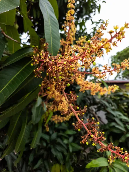 Detaylı bir yakın çekim, canlı sarı ve kırmızımsı çiçekler sergilenen ve küçük mango meyveleri gelişen bir mango ağacını yakalar. Görüntü doğanın güzelliğini ve mango sezonunun başlangıcını vurgular. Kompozisyon iyi aydınlatılmış, sh