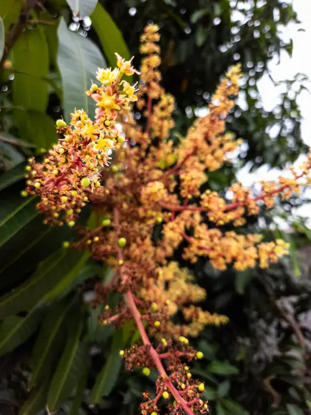Çiçek açmış bir mango ağacının canlı yakın plan fotoğrafı narin çiçekleri ve ortaya çıkan küçük meyveleri gösteriyor. Görüntü, çiçeklerin karmaşık detaylarını yemyeşil yaprakların arka planına vurguluyor, baharın özünü yakalıyor.