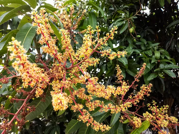 Ayrıntılı bir fotoğraf tam çiçeklenmiş bir mango ağacının güzelliğini yakalar. Dallar, koyu yeşil yapraklarla tezat oluşturan narin sarı çiçek kümeleriyle dolu. Bazı küçük, gelişmekte olan mangolar da görülebilir. Resim n 'yi vurguluyor.