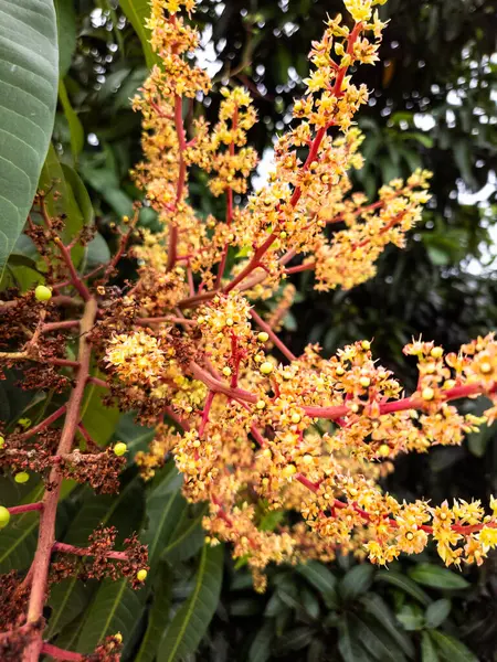 Yakından çekilen bir fotoğrafta, çiçek açmış bir mango ağacının narin güzelliği sergileniyor. Görüntüde canlı sarı çiçek kümeleri ve yemyeşil yapraklardan oluşan bir zemin üzerine kurulmuş kırmızımsı saplar yer alıyor. Fotoğraf karmaşık ayrıntıları yakalar. 