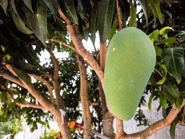 Yakın çekim, canlı yeşil yapraklarla çevrili bir ağaç dalından asılı yeşil bir mango meyvesi yakalar. Görüntü, meyve ve ağacın doğal güzelliğini vurgular. Güneş ışığı yaprakların arasından süzülür, yumuşak ve dağınık bir ışık yaratır.