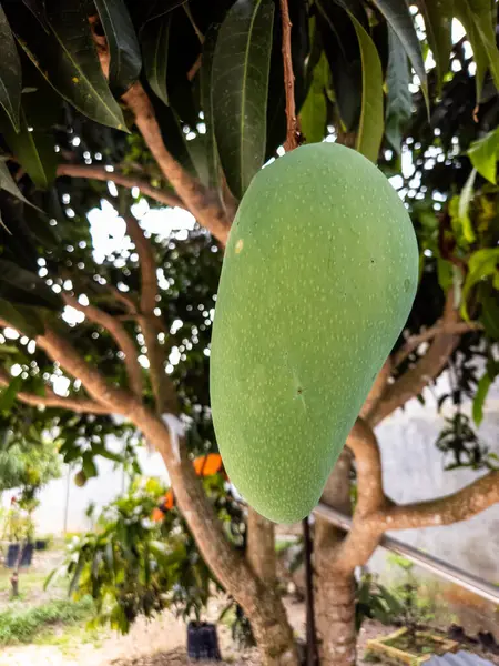 Yakın çekim, mango ağacının dalından sarkıtılmış canlı yeşil bir mango meyvesi yakalar. Görüntü, meyvenin dokusunu ve etrafındaki yeşillikleri vurguluyor ve bereketli çevreyi gösteriyor. Kompozisyon, doğanın güzelliğini vurguluyor. 