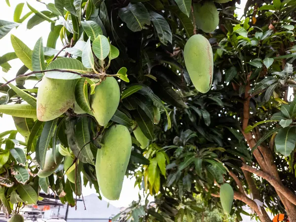 Yeşil mangolarla dolu bir mango ağacının yakından çekimi meyvelerin bolluğunu gözler önüne seriyor. Görüntü, parlak bir arkaplanda yaprakların ve mangoların canlı yeşil rengini yakalar. Kompozisyon mangonun doğal güzelliğini vurguluyor.