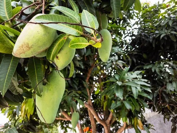 Yeşil mangolarla dolu bir mango ağacını yakından çek. Meyveler gelişimin çeşitli aşamalarında, bazıları hafif bir renk değişimi gösteriyor. Verimli yeşil yapraklar canlı bir arka plan sağlar. Görüntü, doğanın bereketini ve güzelliğini yakalar.