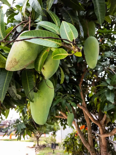 Dallarından sarkan birkaç yeşil mangolu bir mango ağacının yakın çekimi. Görüntü yaprakların yemyeşil ve olgunlaşmamış meyvelerin canlı rengini yakalıyor. Mango ve yaprakların detaylarına ve dokusuna odaklanıyoruz.
