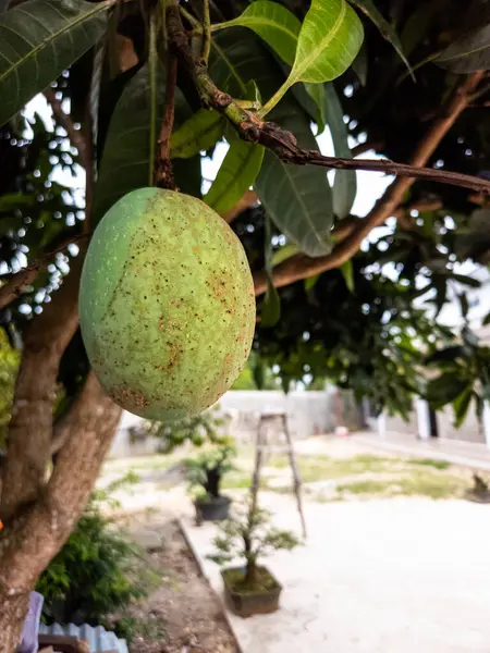 Mango ağacından sarkan yeşil bir mango meyvesinin yakın çekimi. Mangonun sert bir dokusu vardır ve yeşil yapraklarla çevrilidir. Arka plan bulanık, bonsai ağaçları ve merdiveni olan bir bahçeyi gösteriyor. Görüntü, doğanın bir duygusunu iletir. 