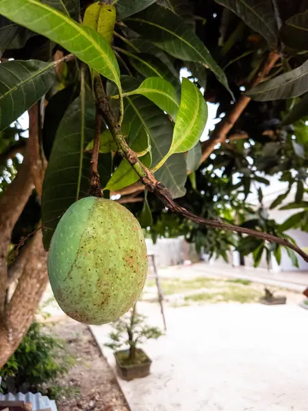 Bu yakın çekim ağaç dalından sarkan yeşil bir mango meyvesi gösteriyor. Görüntü, meyvenin dokusunu ve rengini yakalayarak kusurlarını ve doğal güzelliklerini vurgular. Arka planda bulanık bir açık hava ortamı var, yeşillik de dahil.