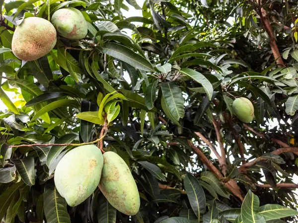 Yakın çekim, olgunlaşmış yeşil mangolarla dolu bir mango dalını yakalar. Canlı yeşil yapraklar ve meyveler güneş ışığıyla aydınlanır ve doğal ve taze bir his yaratır. Görüntü, hasat ve güzelliğin bolluğuna odaklanıyor.