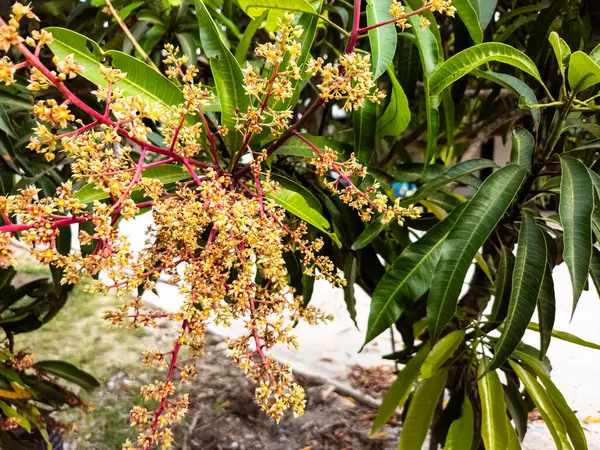 Çiçek açmış bir mango ağacının detaylı bir görüntüsü, küçük sarı çiçek kümeleri ve canlı yeşil yapraklar sergiliyor. Görüntü, ağacın doğal güzelliğini yakın perspektifle yakalıyor. Dokuları ve renkleri vurguluyor. Güneş ışığı ekliyor.