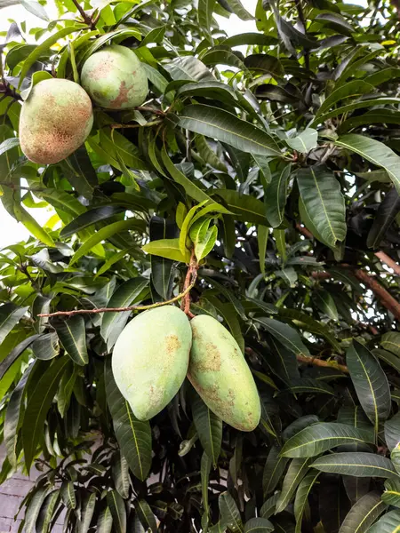 Yakından çekilen bir fotoğrafta, yemyeşil yapraklarla çevrili bir ağaç dalında asılı bir kaç olgunlaşmamış mango görülüyor. Görüntü, meyvenin doğal güzelliğini ve büyüme sürecini gösteriyor. Işıklandırma yumuşak, dokuyu ve rengi vurguluyor