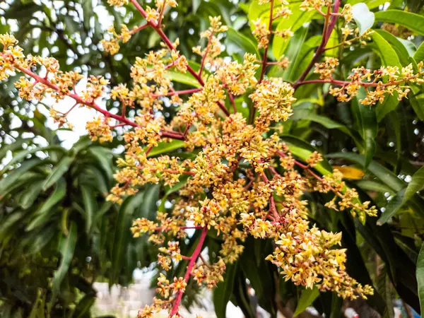 Canlı bir yakın plan fotoğraf mango ağacının çiçek açan çiçeklerini sergiliyor. Resim, yemyeşil yapraklarla zıt olarak çiçeklerin narin sarı ve turuncu renklerini vurgular. Fotoğraf, baharın özünü yakalıyor.