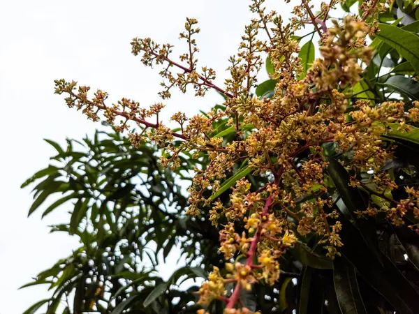 Düşük açılı bir çekim, çiçek açmış bir mango ağacının karmaşık detaylarını gözler önüne seriyor, küçük, narin çiçek kümeleriyle yemyeşil yapraklar ve bulutlu bir gökyüzü. Görüntü, allığın doğal güzelliğini ve canlı renklerini vurgular.