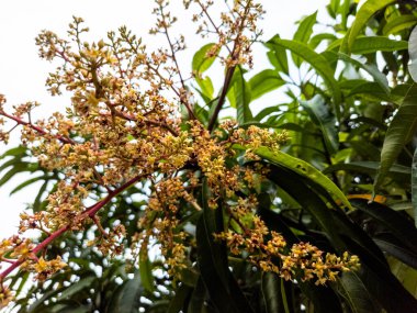 Yakın plan çekimde, çiçek açmış bir mango ağacının narin çiçekleri görülür. Görüntü, çiçeklerin canlı detaylarını yakalıyor. Karmaşık yapılarını ve onları çevreleyen taze yeşil yaprakları vurguluyor. Fotoğrafta bir gemi hücresi var.