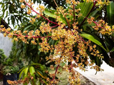 Çiçek açmış bir mango ağacının detaylı bir yakın plan çekimi, yeşil yapraklar ve dallar üzerinde küçük, narin sarı ve turuncu çiçek kümeleri sergiliyor. Görüntü, doğanın güzelliğini yakalar ve karmaşık detaylara odaklanır.