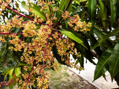 Canlı yakın plan bir fotoğrafta, çiçek açmış bir mango ağacı görülüyor. Resim, yemyeşil yaprakların zengin bir zemin sağladığı sarı ve kırmızı çiçeklerin karmaşık ayrıntılarını vurguluyor. Bileşimi iyi dengelenmiş, doğal ışık enhan ile.