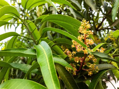 Çiçek açmış bir mango ağacını gösteren yakın plan bir fotoğraf. İçinde yemyeşil yapraklarla çevrili bir demet narin sarı çiçek var. Görüntü, çiçek açma sürecinin doğal güzelliğini ve karmaşık detaylarını yakalar, taze renkleri vurgular ve...