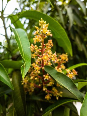 Yakından çekilmiş bir fotoğraf, yemyeşil yaprakların arasında yetişen narin mango ağacının çiçeklerini gösteriyor. Resim, çiçeklerin ve yaprakların canlı renklerini ve dokularını yakalar. Yumuşak doğal ışık, Illu için mükemmel sıcak ve davetkar bir atmosfer yaratır.