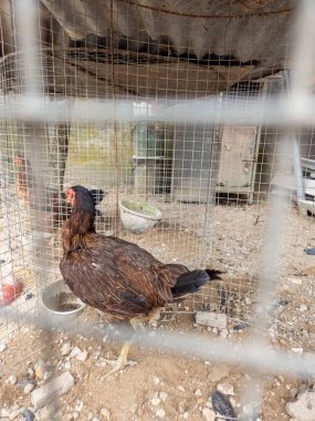Kahverengi bir tavuk tel bir kafesin içindedir, kafası ve boynu siyahtır ve vücudu kahverengi tüylere sahiptir. Kafes, küçük kayalar ve tahta parçalarıyla kirli bir zemine yerleştiriliyor. Sahne doğal ışık altında, kuş ve onun çevresi üzerine odaklanarak çekilmiştir.