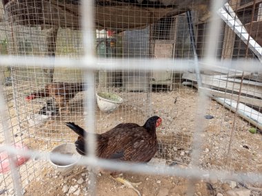 Bu görüntü, tel kafesin içinde bir tavuğun yakın çekimini gösteriyor. Tavuğun koyu kahverengi tüyleri ve kırmızı bir tarağı vardır. Kafes dışarıdaki bir çevrede, toprak ve çakıllarla kaplı. Arka planda diğer tavuklar da görünür., 