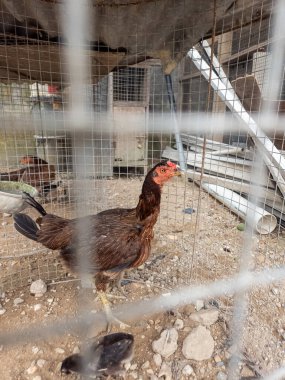 Kahverengi bir tavuk yerde küçük civcivlerle tel bir kafesin içinde duruyor. Tavuğun kırmızı bir tarağı ve boynuzu var. Kafes kum ve çakıl üzerine konur. Arka planda diğer tavuklar görülebilir. Sahne basit bir kırsal yaşam sunuyor..
