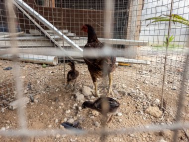 Bir tavuk, kumlu zeminde, tel bir kafesin içinde iki civcivle birlikte duruyor, doğal gün ışığında yakalanıyor. Tavuk kırmızı bir tarakla koyu kahverengidir, civcivler daha küçük ve koyu renklidir. Bileşim kafesin parçalarını ve arka taraftaki diğer elementleri içerir.
