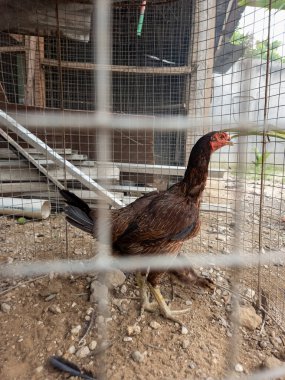 Kahverengi bir tavuk, güneşli bir günde orta ölçekli bir çekte yakalanmış tel bir kafesin içinde duruyor. Tavuk, tüyleri, bacakları ve kırmızı tarağıyla açıkça görülebilen ana konudur. Kafes ve çevre çevresi kırsal ya da çiftliği gösteren bağlam sağlıyor