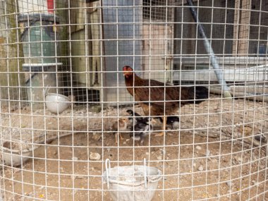 Kahverengi bir tavuk, civcivlerinin başında tel bir kafesin içinde koruyucu bir şekilde durur. Yavrular çeşitli renklerle küçük ve tüylüdür. Kafes toprak zeminde duruyor, birkaç küçük kase de görünür durumda. Arkaplanda bir binanın parçaları var. İmaj