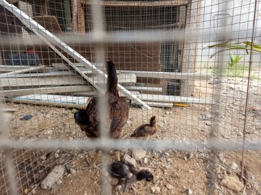 Kahverengi bir tavuk güneşli bir günde tel bir kafesin içinde yavrularının başında koruyucu bir şekilde durur. Yavrular küçük ve tüylüdür ve anne tavuğun etrafında kümelenmişlerdir. Arka plan bulanık, ama kırsal bir yere benziyor. Görüntü iyi.-