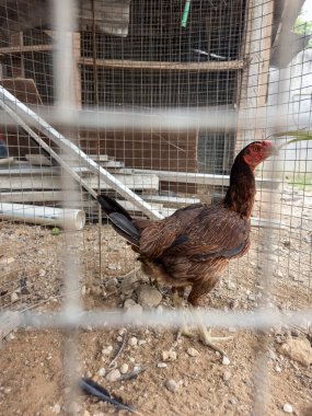 Kahverengi bir tavuk tel bir kafesin içinde duruyor, tüyleri karmaşık desenler ve dokular gösteriyor. Görüntü tavuğun profilini yakalıyor, kırmızı tarağını ve boynuzunu vurguluyor, vücuduna ve bacaklarına odaklanıyor. Kafesin yapısı ve zeminin dokusu reklamı.