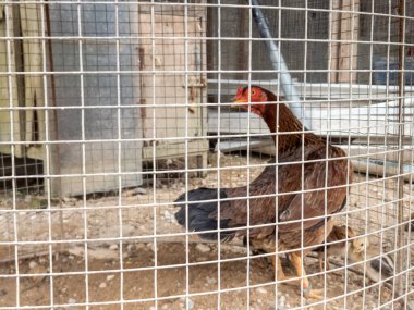 Kırmızı taraklı ve boynuzlu kahverengi bir tavuk metal bir kafesin içinde duruyor, yanında da iki küçük piliç var. Sahne çakıllı bir zemin üzerine kurulmuştur. Kafes beyaz metal parmaklıklardan yapılmıştır ve arka planda kısmen görünür ahşap bir yapı vardır. Işık.