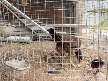 Bir tavuk ve civcivi tel bir kafesin içindeler, muhtemelen bir çiftlikte. Yetişkin tavuğun kahverengi ve siyah tüyleri vardır, civciv daha küçük ve daha koyu renklidir. Kafes tel örgüden yapılmış ve zemin de toprak. Kafeste bir kova asılı. Sahne...