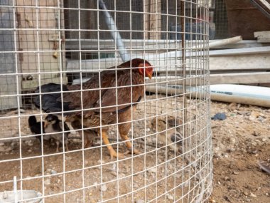 Kahverengi bir tavuk, tel bir kafesin içinde birkaç civcivle duruyor. Kafes kumlu bir zeminde duruyor ve arka planda ahşap yapılar ve beyaz borular var. Tavuğun kırmızı tarağı ve gerdanları var. Civcivler farklı renklerde, siyah ve sarı kardeş de dahil.