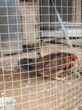 Birkaç civcivle birlikte bir çiftlikteki tel kafesin içinde kahverengi bir tavuk görülüyor. Tavuk siyah kuyruklu kahverengi ve kırmızı bir taraktır. Yavrular küçük ve sarı. Kafes tel örgüden yapılmış. Arka plan ahşap bir yapının parçalarını gösteriyor. Sahne...
