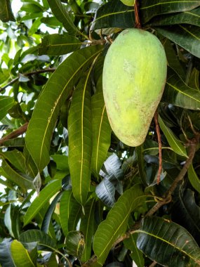 Canlı yakın plan bir fotoğrafta mango ağacından sarkan tek, olgunlaşmamış yeşil bir mango meyvesi görülüyor. Meyvenin etrafını saran yemyeşil yapraklar doğal ve organik bir manzara yaratıyor. Resim meyve ve leanın dokusunu ve rengini vurgular
