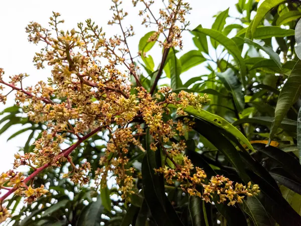 Yakın plan çekimde, çiçek açmış bir mango ağacının narin çiçekleri görülür. Görüntü, çiçeklerin canlı detaylarını yakalıyor. Karmaşık yapılarını ve onları çevreleyen taze yeşil yaprakları vurguluyor. Fotoğrafta bir gemi hücresi var.