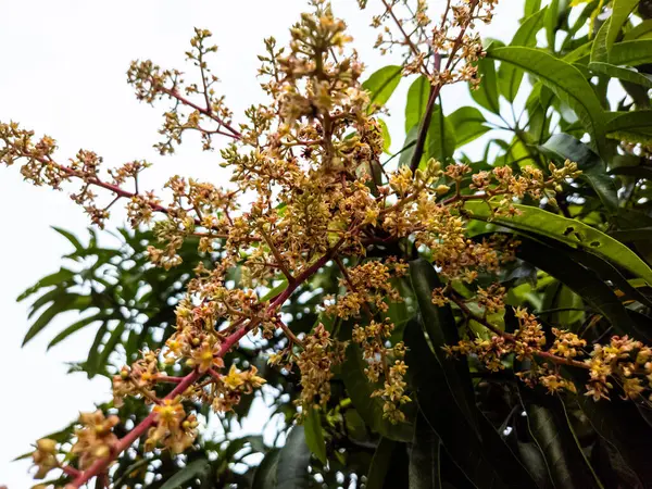 Düşük açılı çekimde canlı yeşil yapraklarla çevrili, tam çiçeklenmiş bir mango ağacının narin çiçekleri sergilenir. Resim, parlak, bulutlu bir gökyüzüne karşı çiçeklerin ve yaprakların karmaşık detaylarını vurguluyor. Kompozisyon n 'yi vurguluyor.