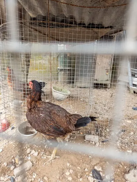 Kahverengi bir tavuk tel bir kafesin içindedir, kafası ve boynu siyahtır ve vücudu kahverengi tüylere sahiptir. Kafes, küçük kayalar ve tahta parçalarıyla kirli bir zemine yerleştiriliyor. Sahne doğal ışık altında, kuş ve onun çevresi üzerine odaklanarak çekilmiştir.
