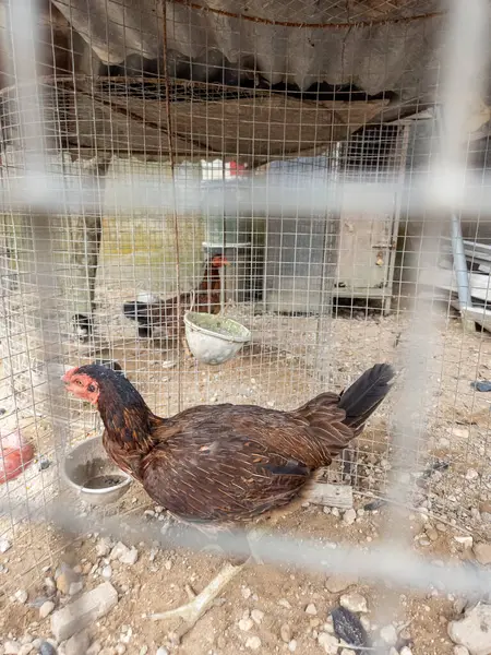 Kahverengi bir tavuk, arka planda görünen diğer tavuklarla birlikte tel bir kafeste yakalanır. Tavuk, kahverengi tüyleri ve kırmızı tarağıyla ana odak noktasıdır. Kafes ev ortamını işaret ediyor, muhtemelen bir çiftlik ya da kümes hayvanı muhafazası. Görüntü s