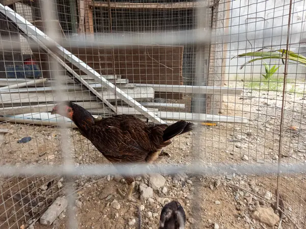 Kahverengi bir tavuk bir tel kafesin içinde, doğal ışıklandırmayla orta ölçekli bir çekte yakalanır. Tavuğun kahverengi tüyleri ve kırmızı bir tarağı vardır. Kafes metal tellerden yapılmış ve zemin toprak ve küçük kayalardan oluşuyor. Resmin doğal bir havası var, evcil bir resmi tasvir ediyor. 