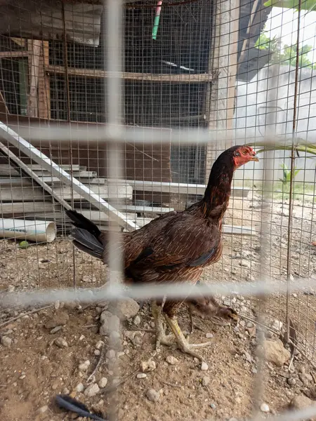 Kahverengi bir tavuk, güneşli bir günde orta ölçekli bir çekte yakalanmış tel bir kafesin içinde duruyor. Tavuk, tüyleri, bacakları ve kırmızı tarağıyla açıkça görülebilen ana konudur. Kafes ve çevre çevresi kırsal ya da çiftliği gösteren bağlam sağlıyor