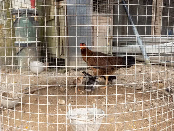 Kahverengi bir tavuk, civcivlerinin başında tel bir kafesin içinde koruyucu bir şekilde durur. Yavrular çeşitli renklerle küçük ve tüylüdür. Kafes toprak zeminde duruyor, birkaç küçük kase de görünür durumda. Arkaplanda bir binanın parçaları var. İmaj