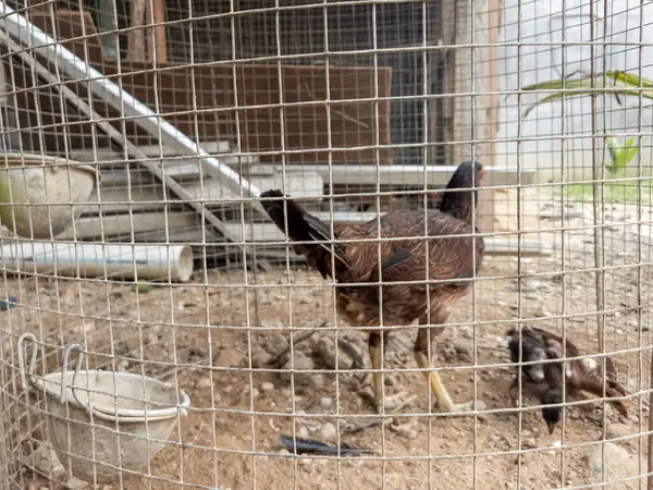 Bir kahverengi tavuk ve bir civciv tellerin içinde. Yavru tavuğun yanında yemek yerken, tavuk ayakta ve ileriye bakıyor. Kaplamanın metal bir çerçevesi var ve dışarıda bulunuyor. Toprak toprak. Sahne doğal d tarafından aydınlatıldı.